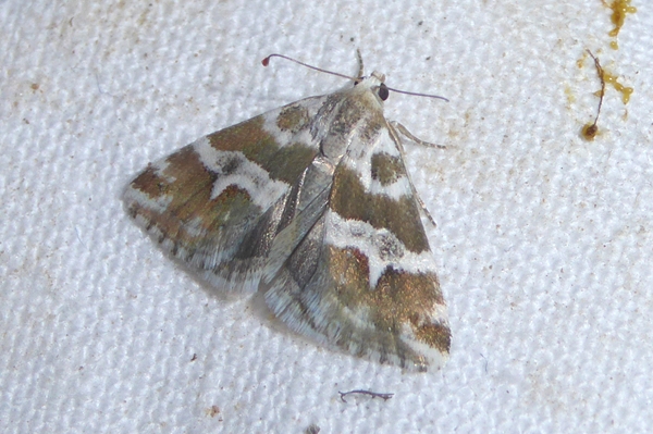 Eublemma elychrysi, Erebidae